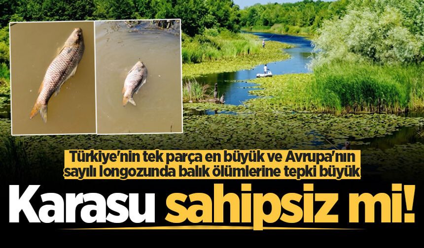Acarlar Longozunda balık ölümlerine tepki büyük: Karasu sahipsiz mi!