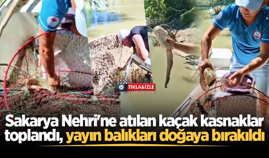 Sakarya Nehri'ne atılan kaçak kasnaklar toplandı, yayın balıkları doğaya bırakıldı