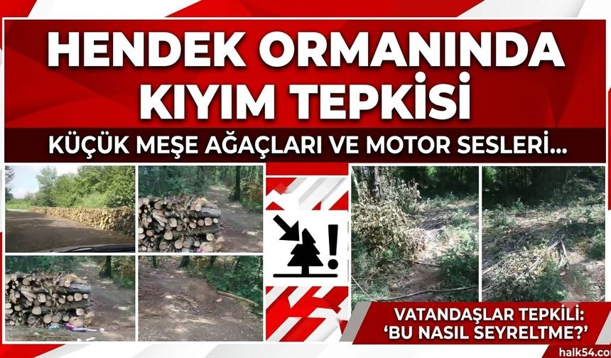 Hendek’te meşe ormanında 'seyreltme' tartışması