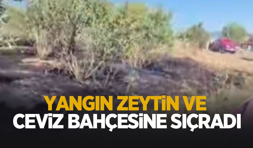 Pamukova'da yangın: Zeytinliğe sıçradı