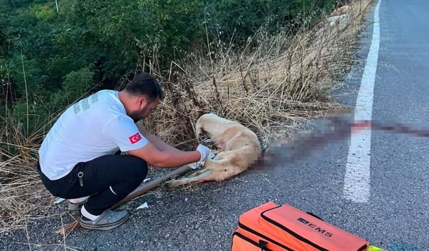 Yolda yaralı köpeğe ilk müdahaleyi sağlık ekipleri yaptı