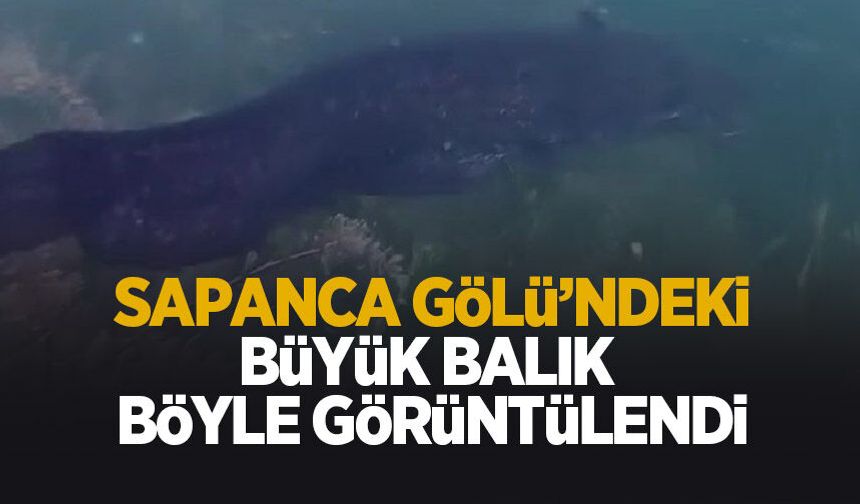 Sapanca Gölü'nde büyük balık böyle görüntülendi