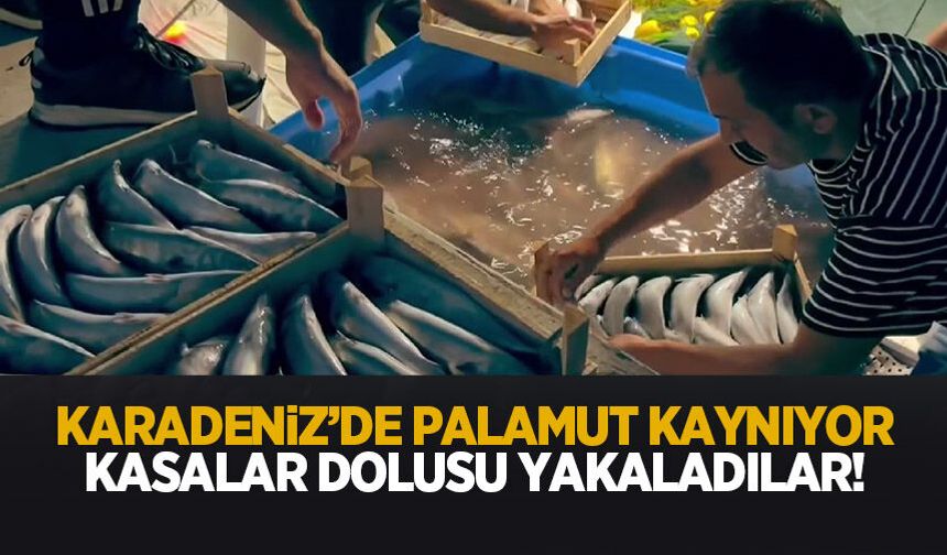 Kasalar dolusu palamut yakaladılar!