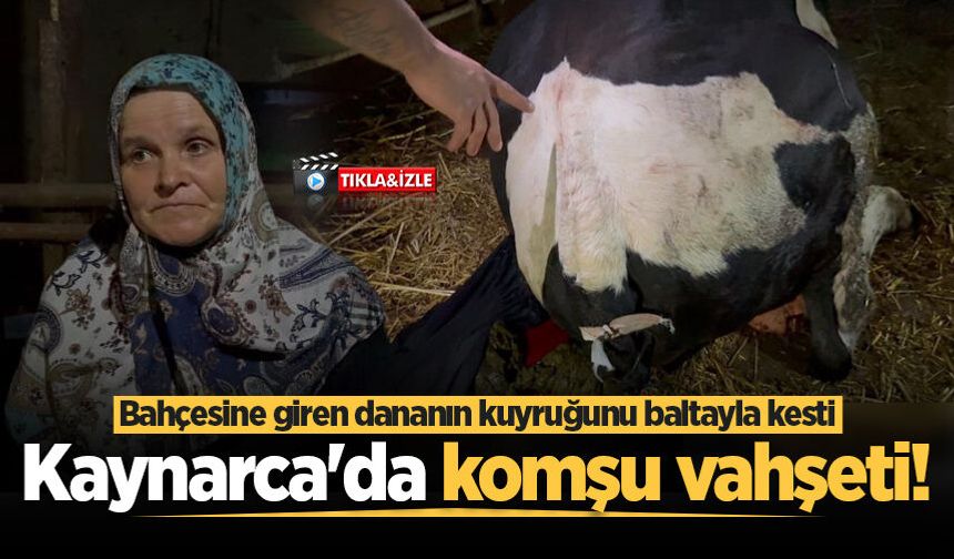 Bahçesine giren dananın kuyruğunu baltayla kesti