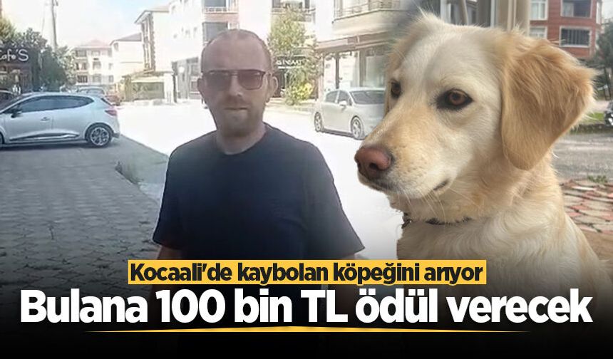 Kocaali'de kaybolan köpeğini arıyor: Bulana 100 bin TL ödül verecek