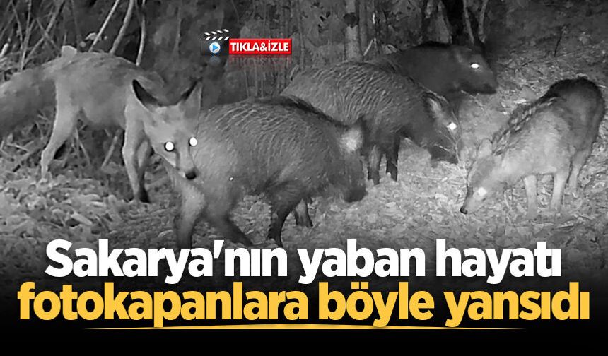 Sakarya'nın yaban hayatı fotokapanlara böyle yansıdı