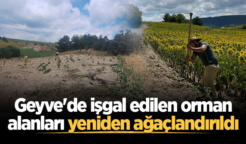 Geyve'de işgal edilen orman alanları yeniden ağaçlandırıldı