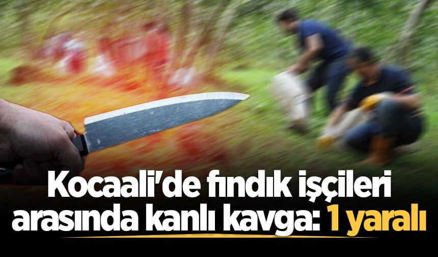 Kocaali'de fındık işçileri arasında kanlı kavga: 1 yaralı