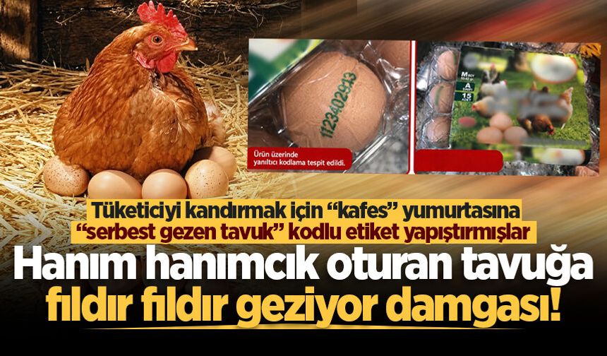 Hanım hanımcık oturan tavuğa fıldır fıldır geziyor damgası!
