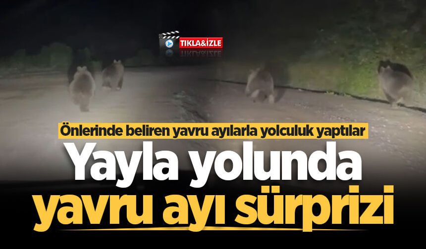 Yayla yolunda önlerinde beliren yavru ayılarla yolculuk yaptılar