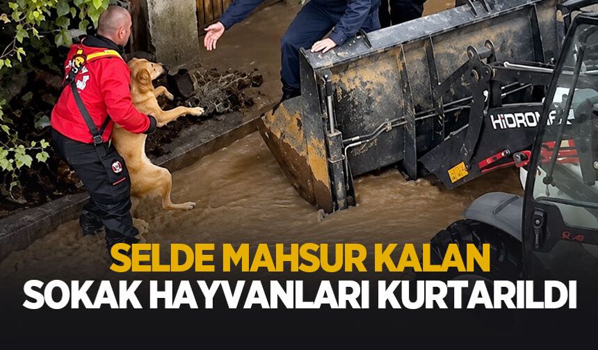 Selde mahsur kalan sokak hayvanlarının imdadına yetiştiler