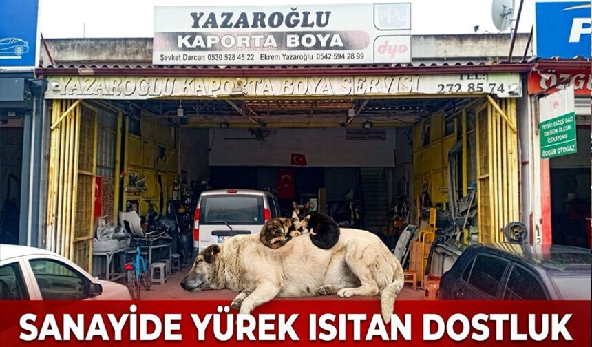 Sanayi sitesinde yürek ısıtan dostluk