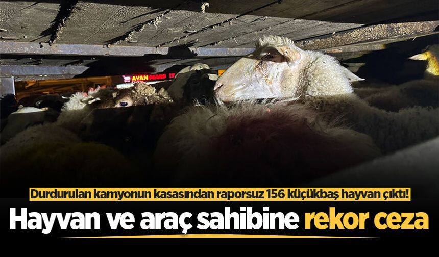 Durdurulan kamyonun kasasından raporsuz 156 küçükbaş hayvan çıktı! Hayvan ve araç sahibine rekor ceza