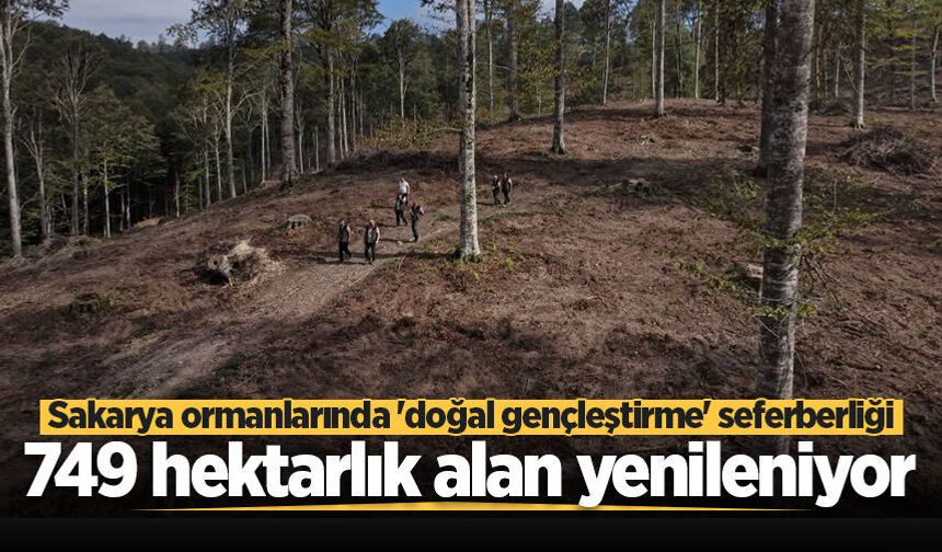 Sakarya ormanlarında 'doğal gençleştirme' seferberliği: 749 hektarlık alan yenileniyor
