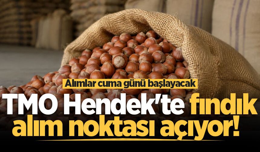 TMO Hendek'te fındık alım noktası açıyor! Alımlar cuma günü başlayacak