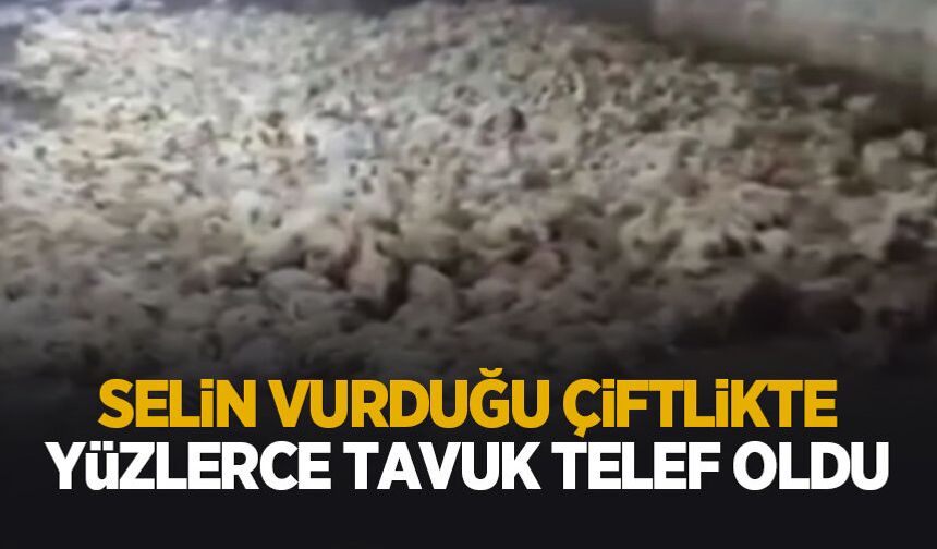 Sel vurdu! Yüzlerce tavuk telef oldu