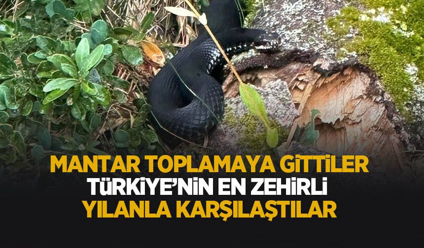 Türkiye'nin en zehirlı yılanı Sakarya'da görüntülendi