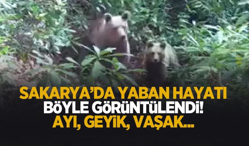 Sakarya'da yaban hayatı böyle görüntülendi! Ay, geyik, vaşak...