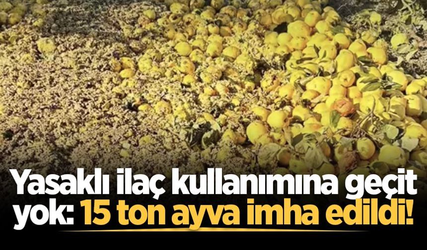 Yasaklı ilaç kullanımına geçit yok: 15 ton ayva imha edildi!