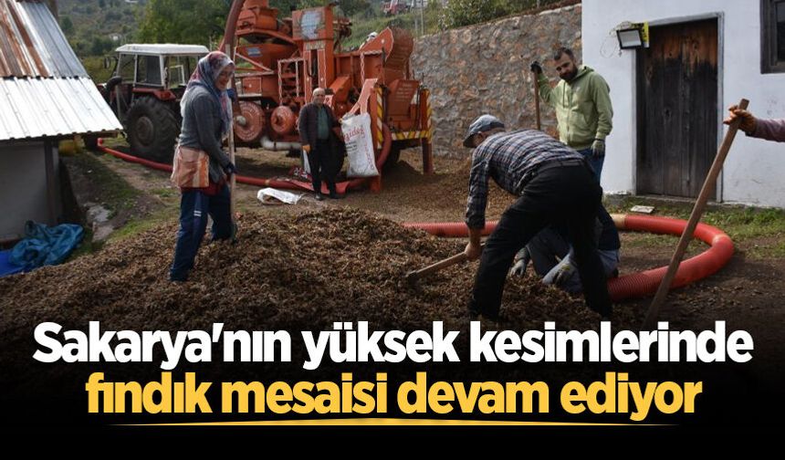 Sakarya'nın yüksek kesimlerinde fındık mesaisi devam ediyor