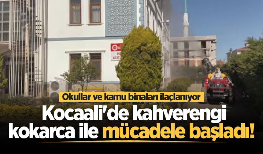 Kocaali'de kahverengi kokarca ile mücadele başladı! Okullar ve kamu binaları ilaçlanıyor