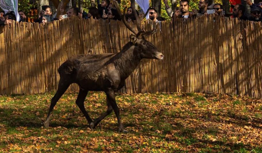 Samanlı Dağları’nda 9 kızıl geyik daha doğaya salındı