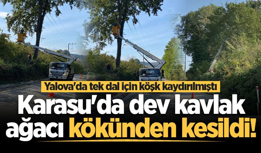 Yalova'da tek dal için köşk kaydırılmıştı: Karasu'da dev kavlak ağacı kökünden kesildi!