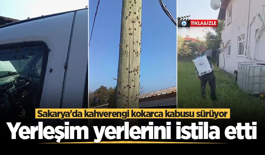 Sakarya'da kahverengi kokarca kabusu sürüyor! Yerleşim yerlerini istila etti