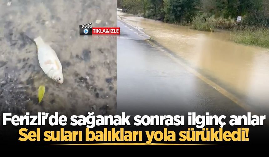 Ferizli'de sağanak sonrası ilginç anlar: Sel suları balıkları yola sürükledi!
