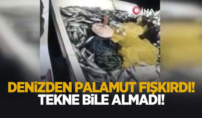 5 bin palamut tekneye sığmadı, yardıma başka tekne geldi