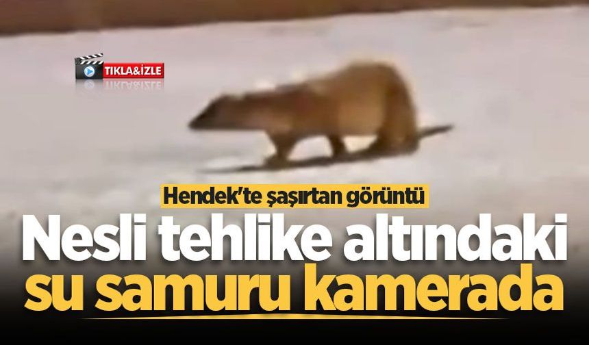 Hendek'te şaşırtan görüntü! Nesli tehlike altındaki su samuru kamerada