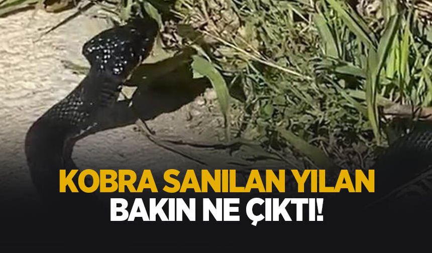 Yol kenarında görüldü! Kobra sanıldı, Gerçek başka çıktı