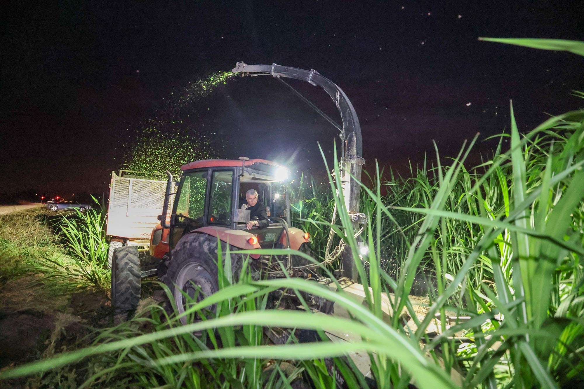 Mucize “pakong%22 bitkisiyle Sakarya’da bir ilk2