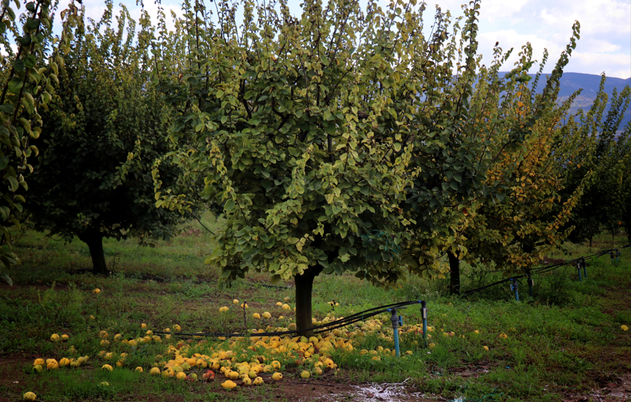 Ekran Görüntüsü 2025 11 02 121944