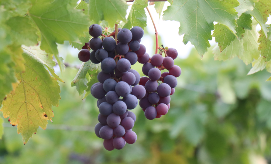 Ekran Görüntüsü 2025 11 16 125327