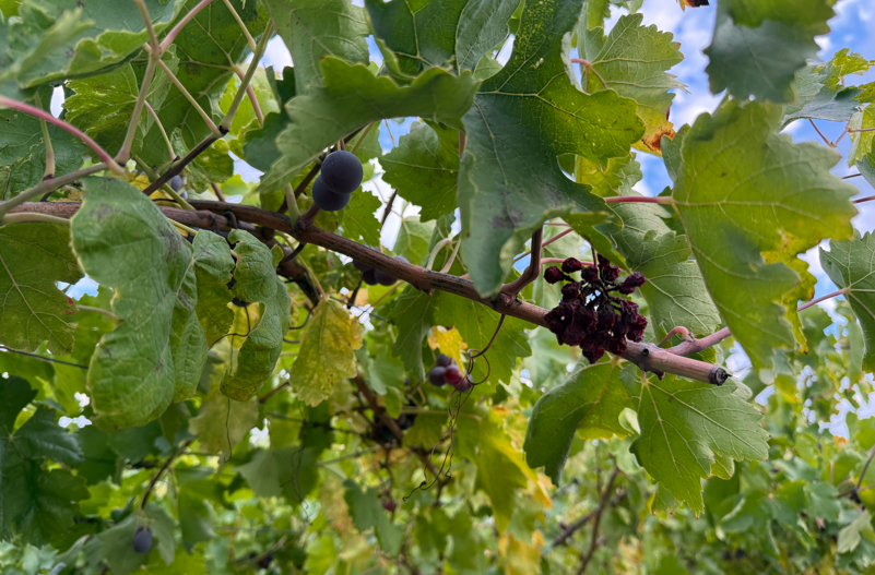 Ekran Görüntüsü 2025 11 16 125337