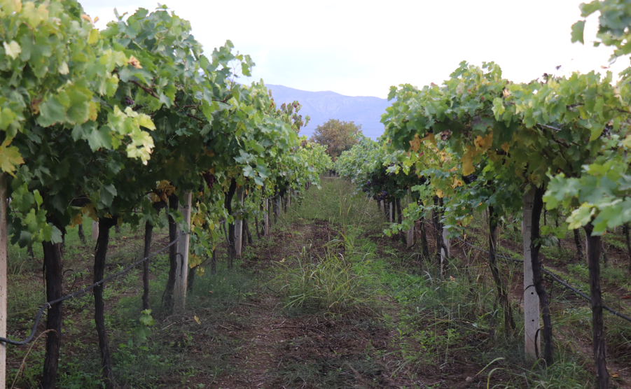 Ekran Görüntüsü 2025 11 16 125345