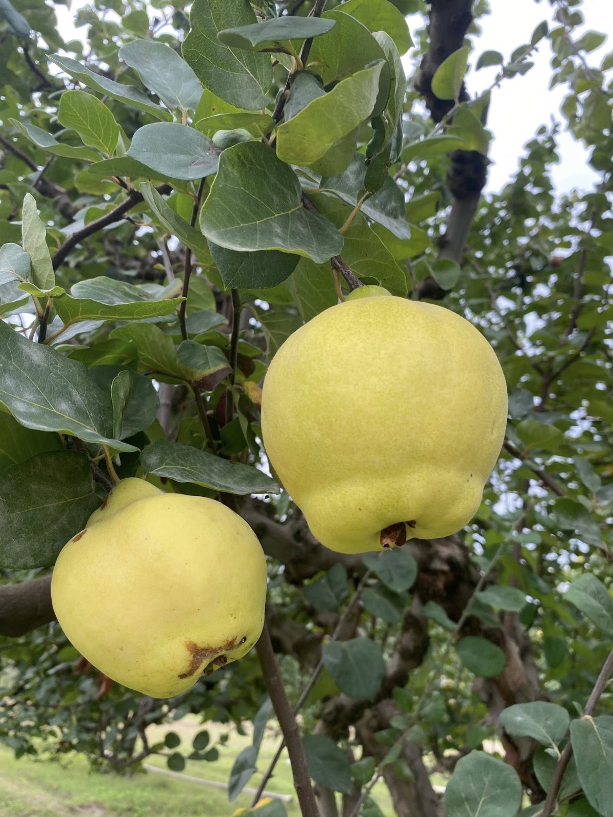 Whatsapp Image 2025 11 17 At 15.39.21