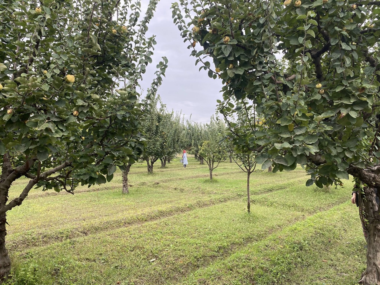 Whatsapp Image 2025 11 17 At 15.39.222