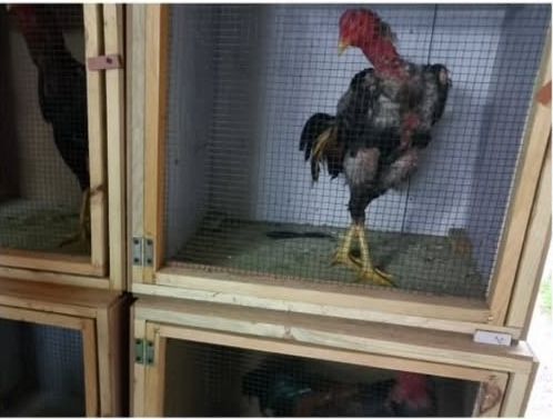 Whatsapp Image 2025 12 29 At 13.52.172