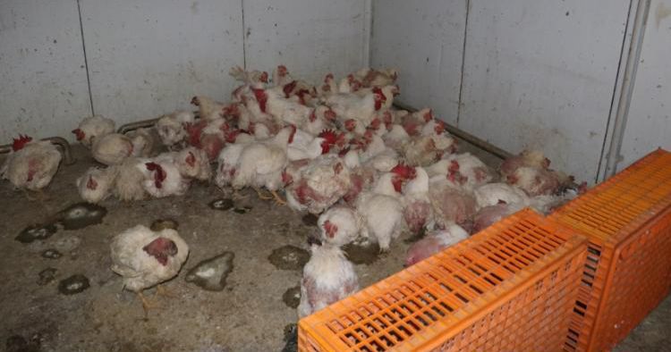 Whatsapp Image 2026 01 30 At 16.59.437