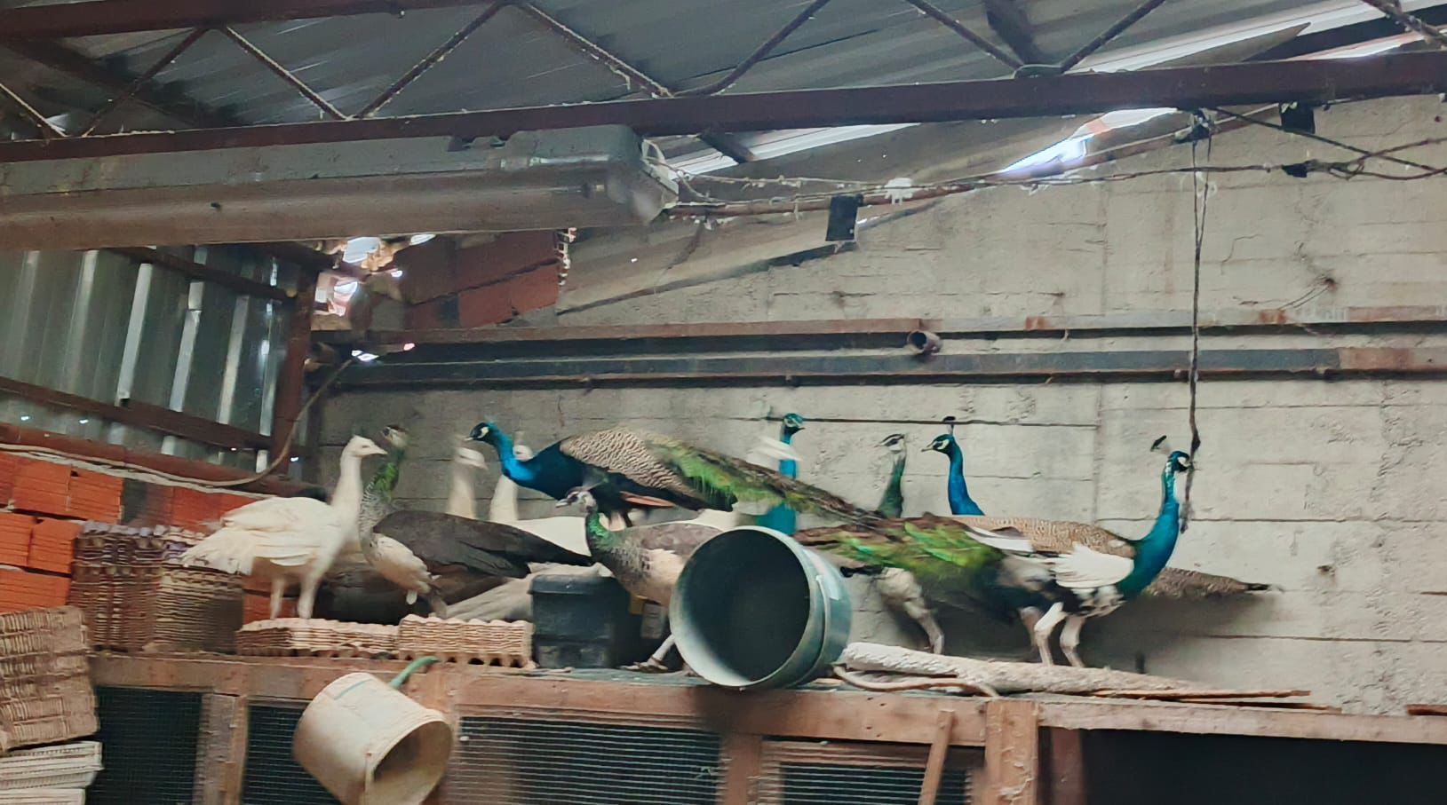 Whatsapp Image 2026 02 06 At 17.18.344