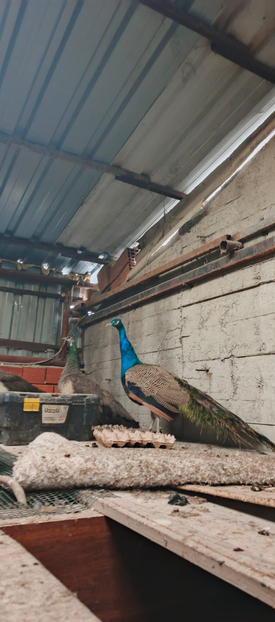 Whatsapp Image 2026 02 06 At 17.18.356