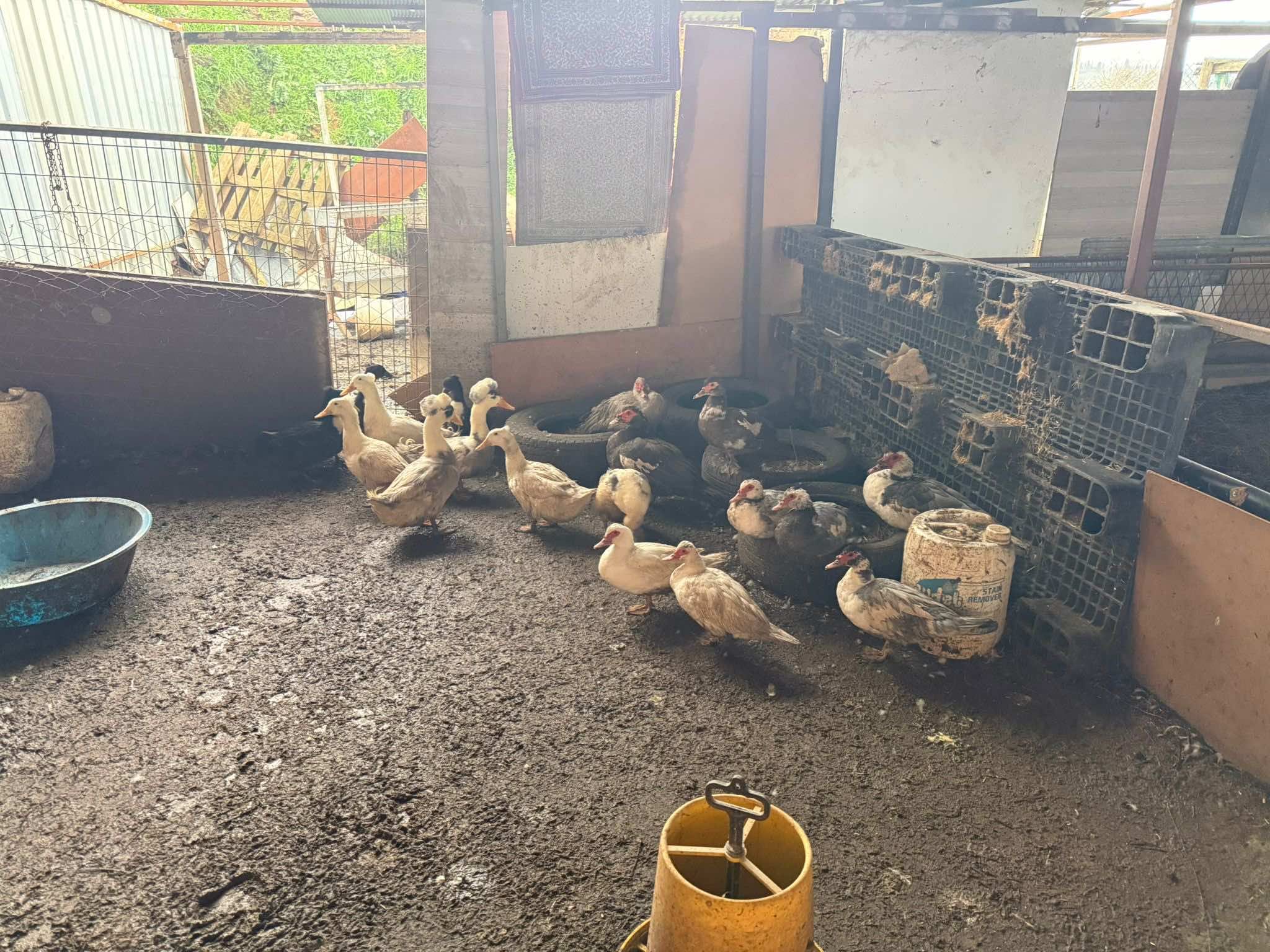 Whatsapp Image 2026 02 06 At 17.18.3714