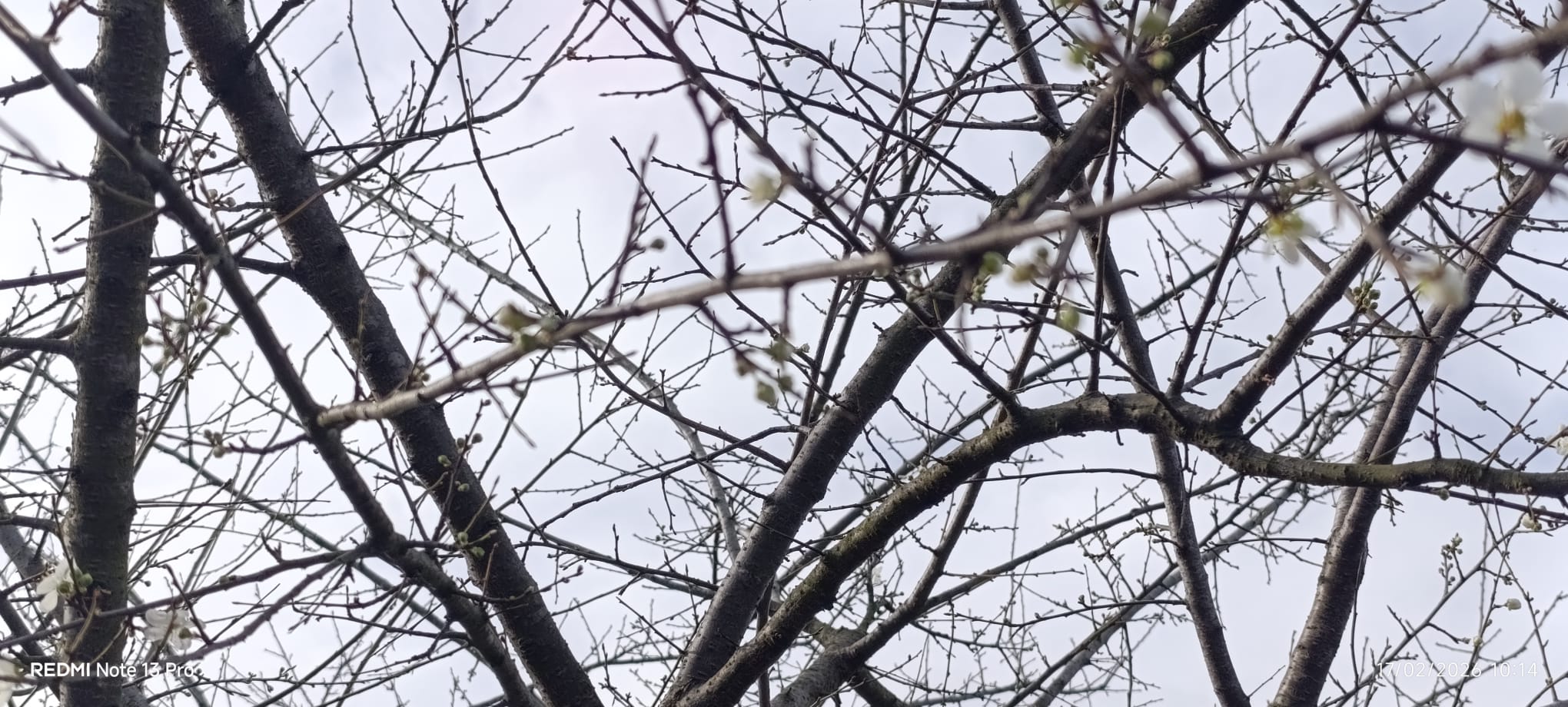 Whatsapp Image 2026 02 17 At 10.16.557