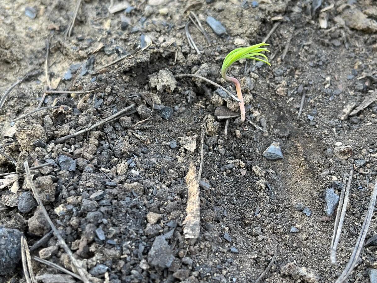 649223993 18077350439576136 5351720211099733707 N