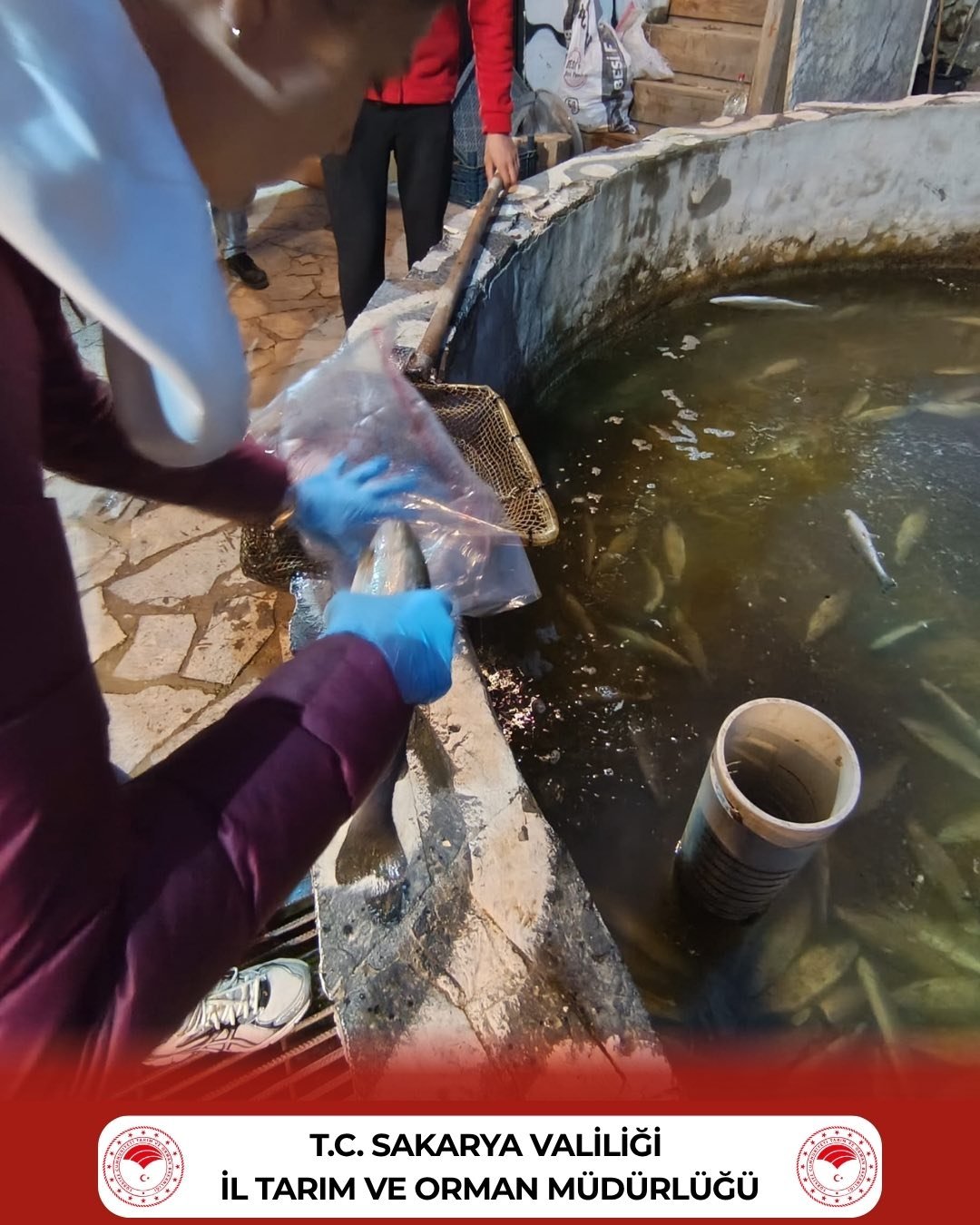 678114452 1298001882512743 8227197956483271058 N