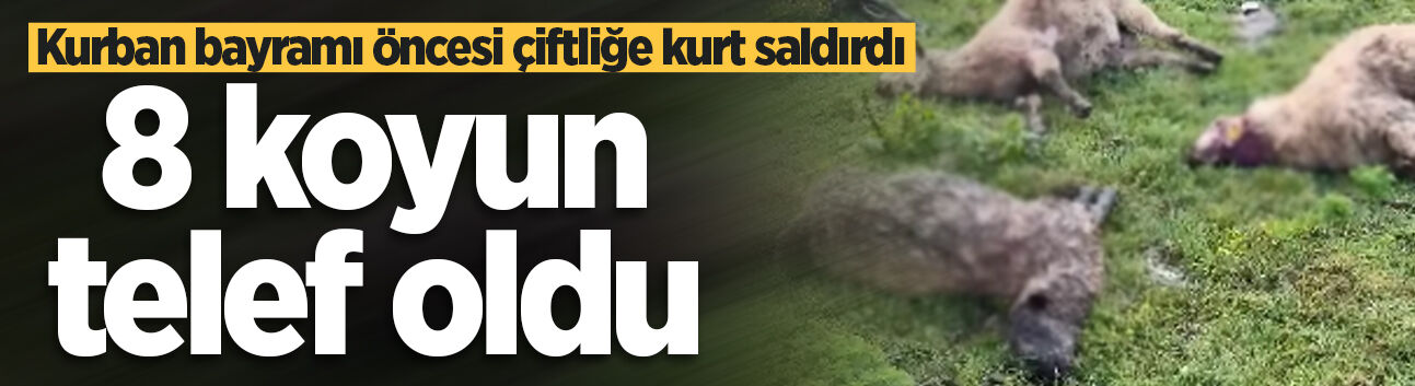 Kurban bayramı öncesi çiftliğe kurt saldırdı: 8 koyun telef oldu