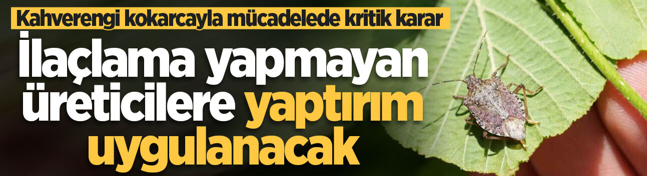 Sakarya'da kahverengi kokarcayla mücadelede kritik karar! İlaçlama yapmayan üreticilere yaptırım uygulanacak