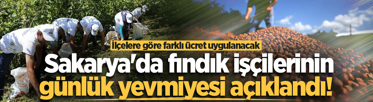 Sakarya'da fındık işçilerinin günlük yevmiyesi açıklandı! İlçelere göre farklı ücret uygulanacak